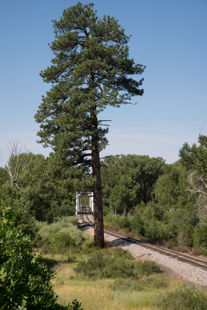 1 Juke's tree and the Rio Chama bridge.jpg