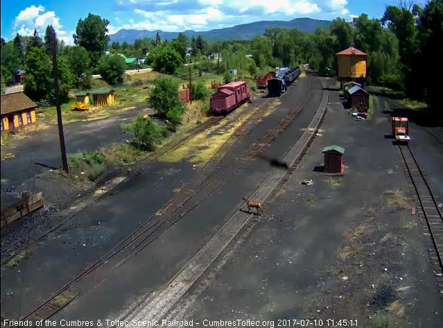 7-10-17 Mule deer crosses the north yard just before the train arrives.jpg