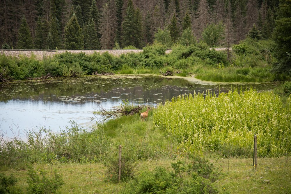 21 A mule deer stands beside the beaver pond before the train scared it away.jpg