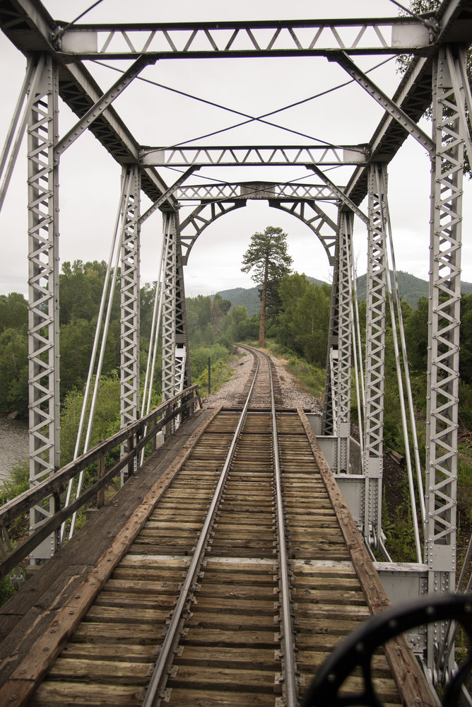 50 Jukes tree is framed in the Chama River bridge.jpg