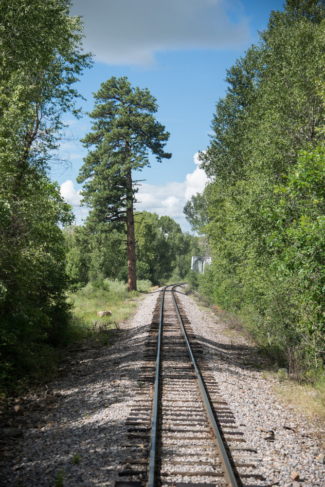 4 Jukes tree as seen from the train.jpg