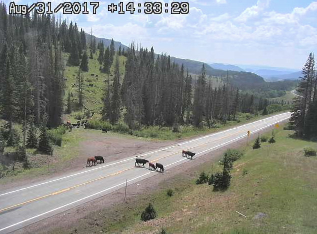 8-31-17 Cows, cows, cows.jpg