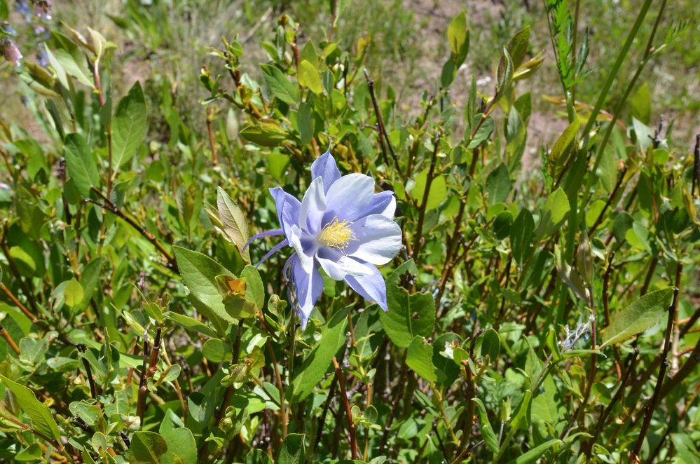 2018-06-25 Wild flowers are in bloom, probably at Cumbres.jpg