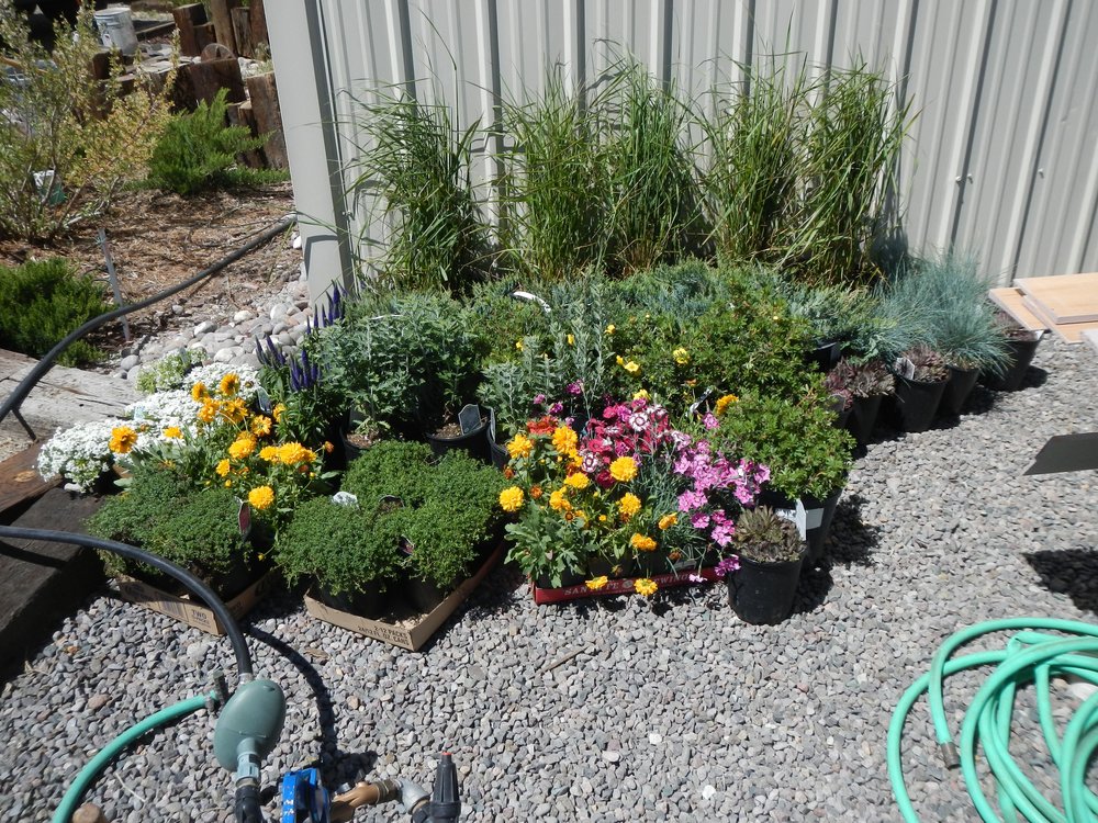 These are the elected plants waiting for installation.   Now comes the fun of planting.  The new flower bed is about the first things bus passengers will see on arrival at the Depot..jpg