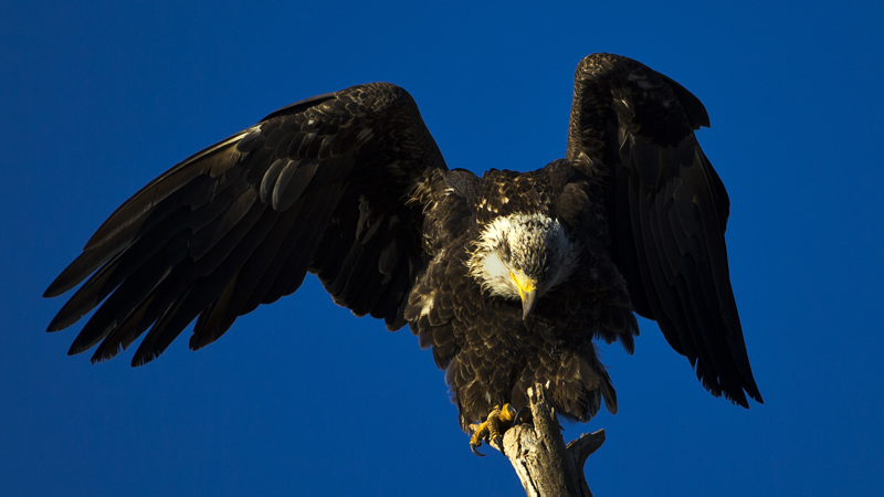 baldeagle0001web.jpg