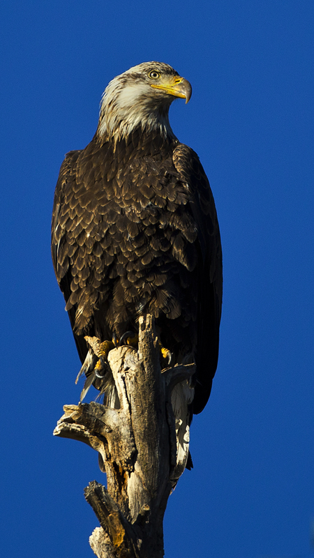 baldeagle0002web.jpg