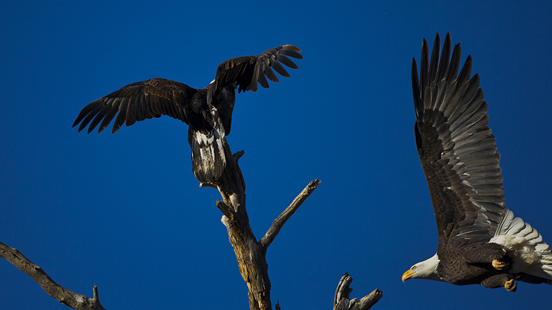 baldeagle0003web.jpg