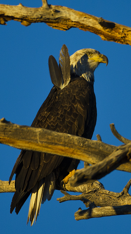 _2feathers0001.jpg