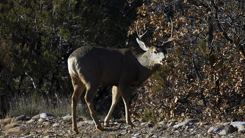 buck0003.jpg