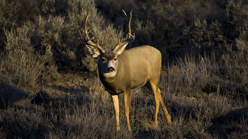 buck0003.jpg