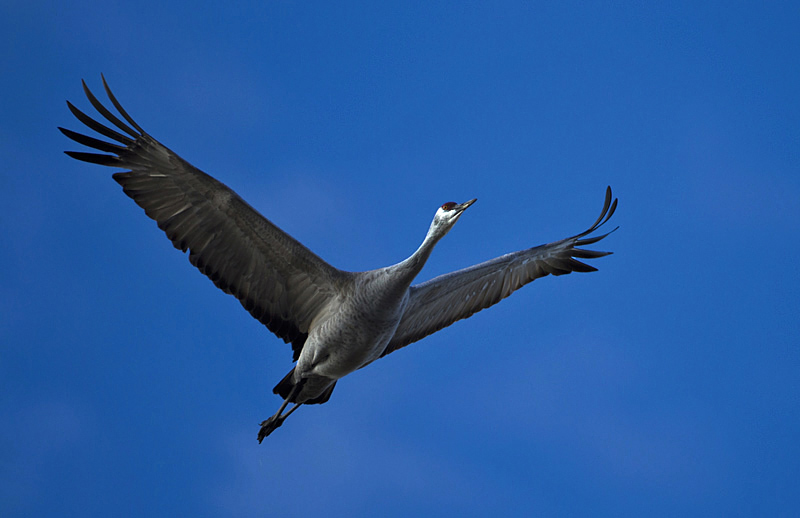 crane0002.jpg
