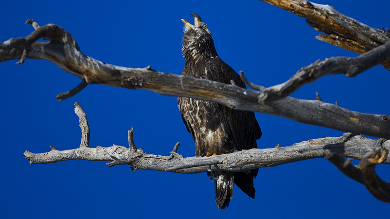 eagle0025.jpg