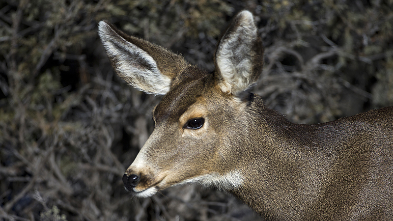 deer0003.jpg