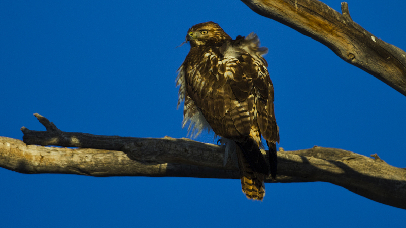 _hawk0010.jpg