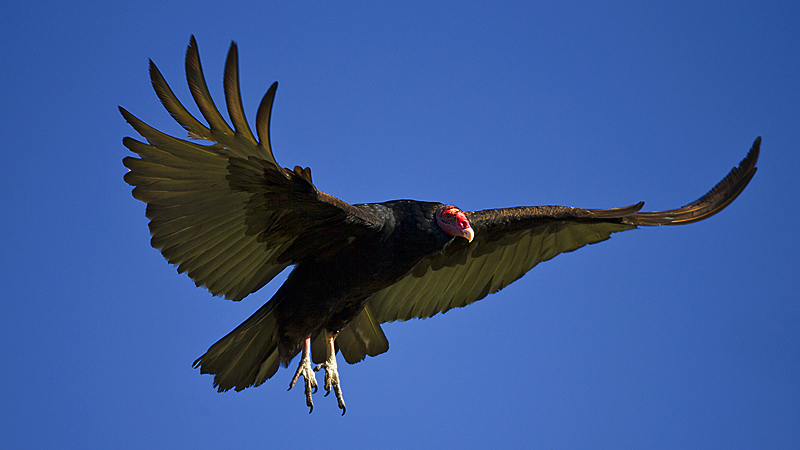 _vulture0031.jpg