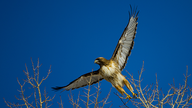 hawk0002.jpg