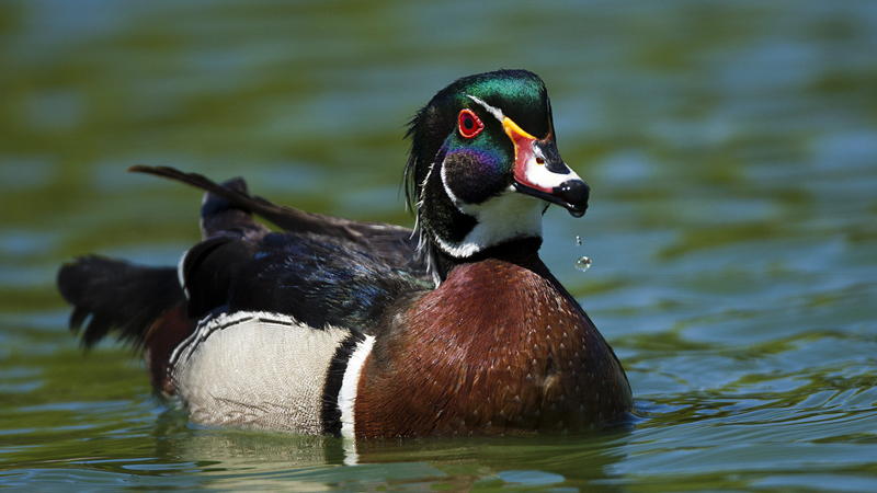 _woodduck0001.jpg