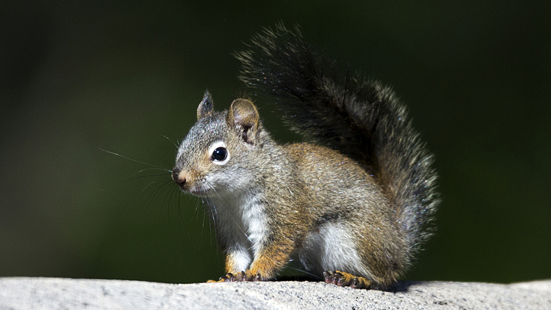 _youngsquirrel0006.jpg