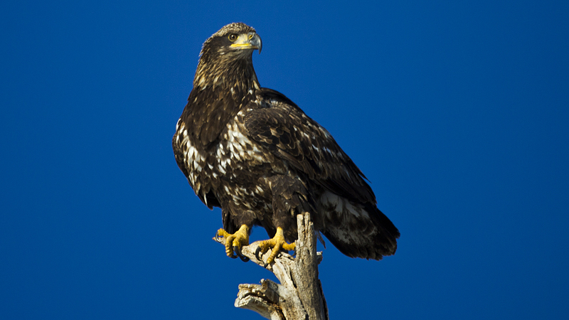 z-immatureeagle.jpg