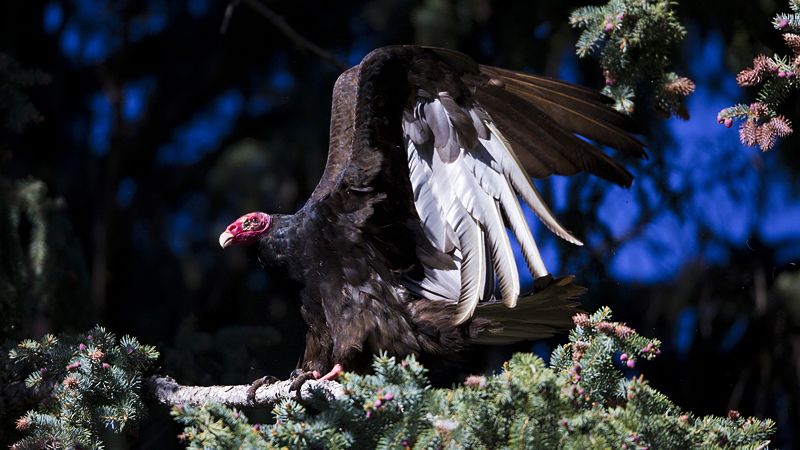 zzturkeybuzzard.jpg