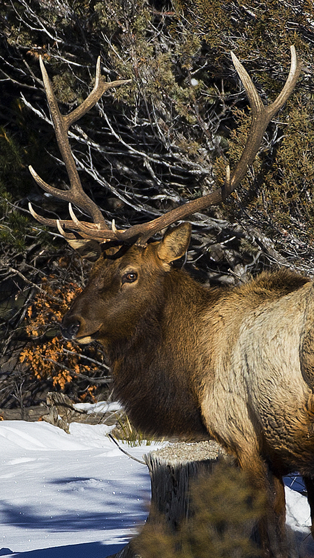 _elk0005.jpg