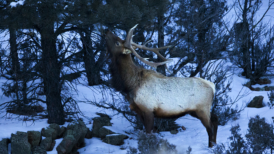 02-06-22elk0020.jpg