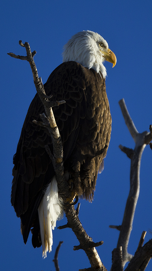 baldeagle0017.jpg