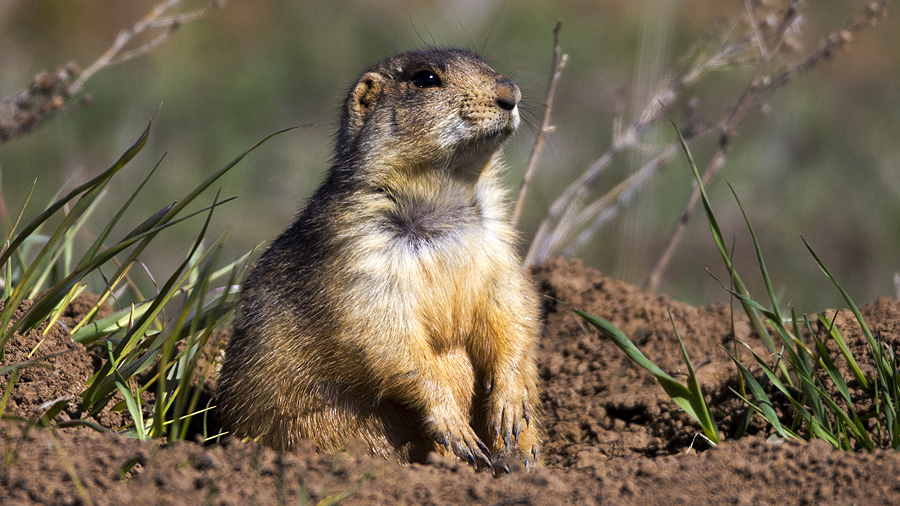 prairiedogthumbnail.jpg