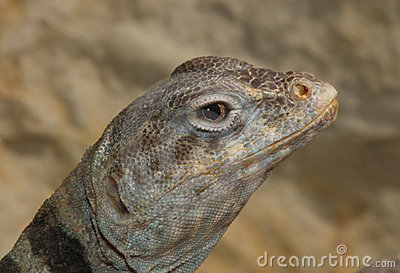 collared-lizard-head-12209480.jpg