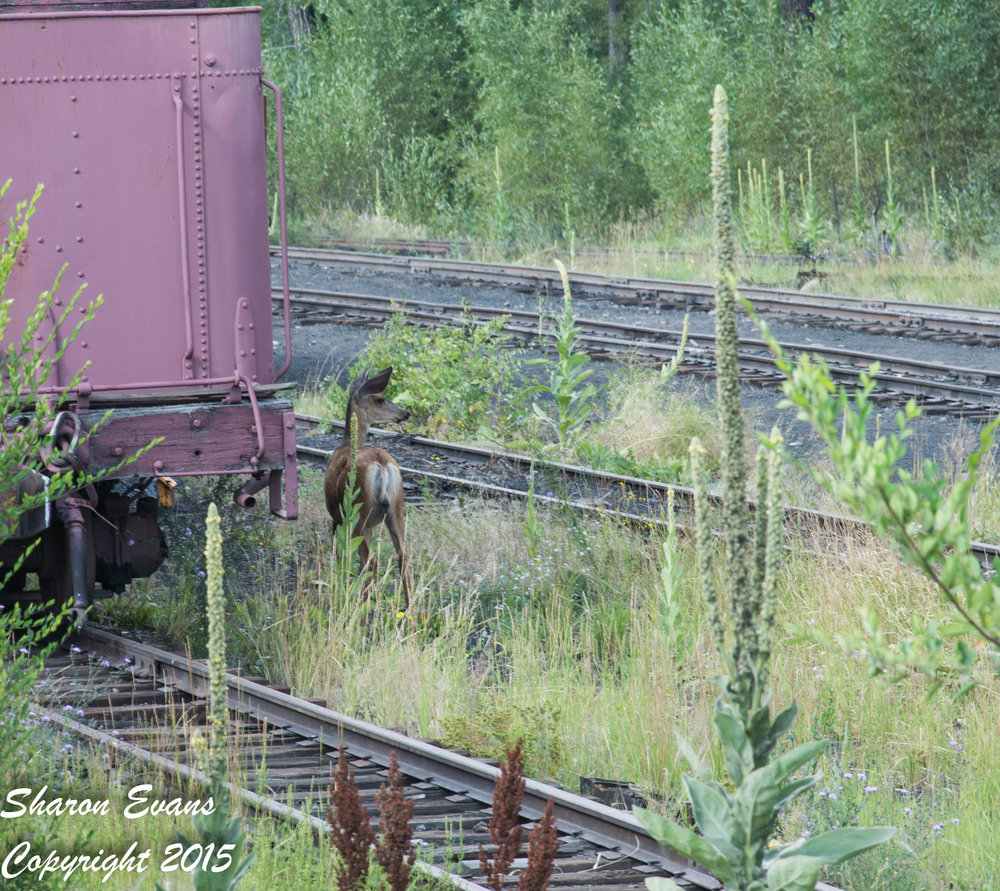 18 One of the friendly deer walks about the Chama yard.jpg