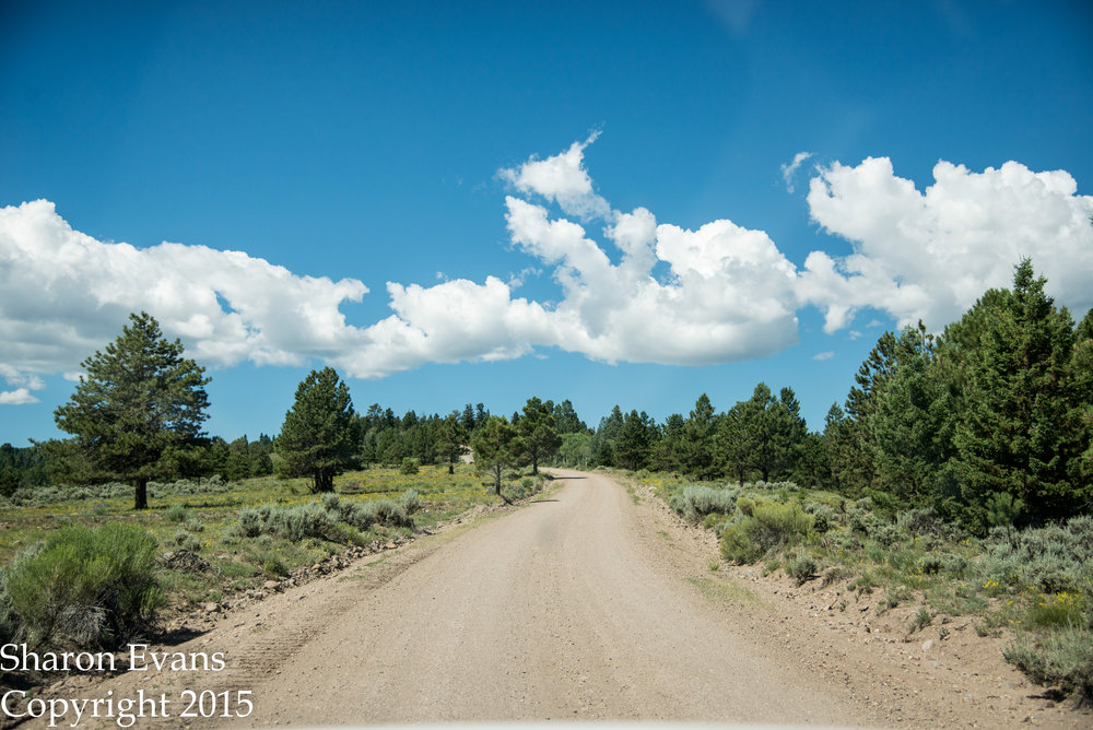 8 The Forest Service Road to Osier.jpg